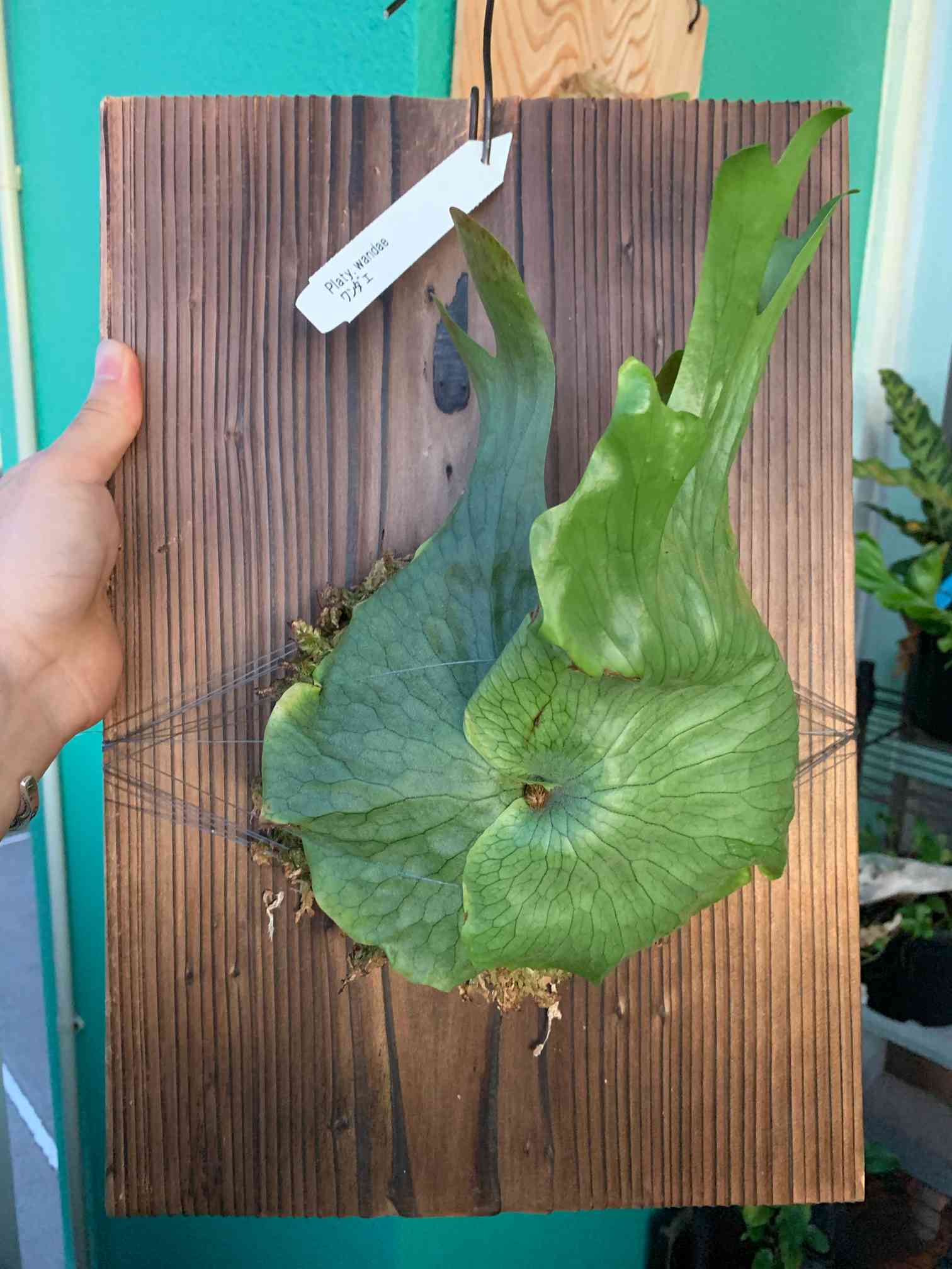 ビカクシダ ワンダエ 成長記録｜🍀GreenSnap（グリーンスナップ）