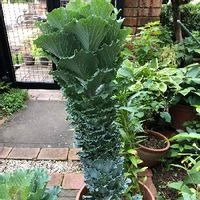 葉牡丹 ハボタン の育て方 種まき時期は 挿し木での増やし方は Greensnap グリーンスナップ 葉牡丹 ハボタン の育て方 種まき時期は 挿し木での増やし方は Greensnap グリーンスナップ
