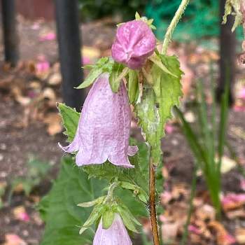 ホタルブクロ の投稿画像一覧 Greensnap グリーンスナップ ホタルブクロ の投稿画像一覧 Greensnap グリーンスナップ