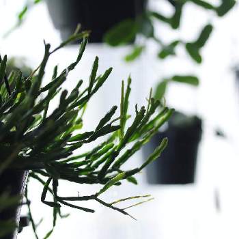 リプサリス エワルディアナの投稿画像一覧 Greensnap グリーンスナップ