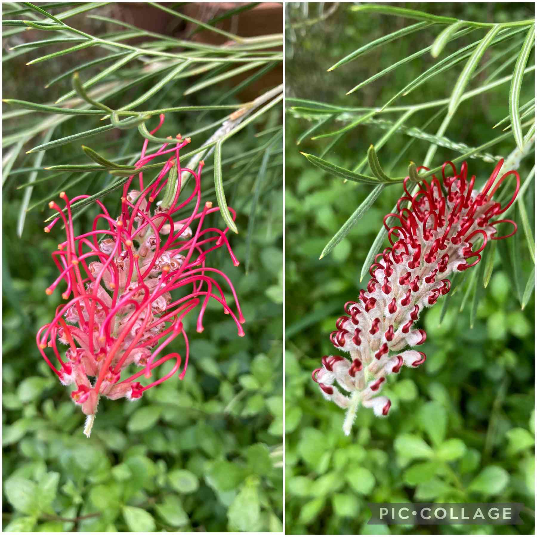 グレビレア キングスセレブレーションの一覧｜🍀GreenSnap（グリーン