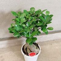 サボテンの風水 金運や恋愛運を下げるって本当 置き場所はどこ Greensnap グリーンスナップ