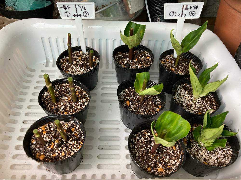 9月12日 切り花リンドウの挿し木🌱｜🍀GreenSnap（グリーンスナップ）