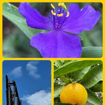 みかんの木の投稿画像一覧 Greensnap グリーンスナップ