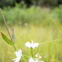 サギソウの育て方 植え付け方法や植え替え時期は Greensnap グリーンスナップ