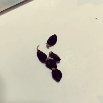 朝顔の種 の投稿画像一覧 Greensnap グリーンスナップ 朝顔の種 の投稿画像一覧 Greensnap グリーンスナップ