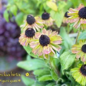 グリーンの花の投稿画像一覧 Greensnap グリーンスナップ