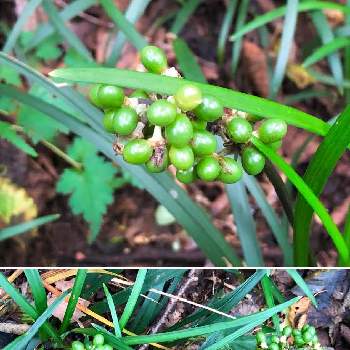 オオバジャノヒゲの投稿画像一覧 Greensnap グリーンスナップ