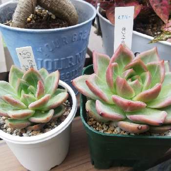 ピンクシャンペンの投稿画像一覧 Greensnap グリーンスナップ