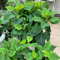プリンセチアの育て方 置き場所や水やりのコツは Greensnap グリーンスナップ プリンセチアの育て方 置き場所や水やりのコツは Greensnap グリーンスナップ