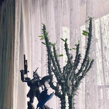 アローディア・プロセラの画像 by viola036さん | 部屋と亜竜木とアローディア・プロセラと多肉植物とトゲトゲと観葉植物とカッコいいと今日の一枚とあわよくば