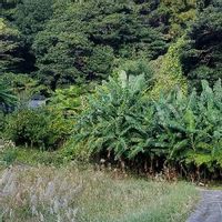 ヘゴの育て方 育てる場所や水やりの頻度は Greensnap グリーンスナップ