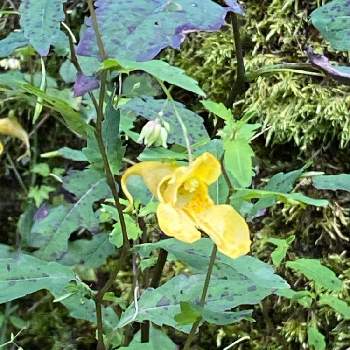 キツリフネソウの投稿画像一覧 Greensnap グリーンスナップ