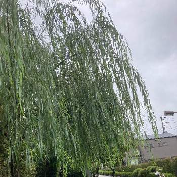 枝垂れ柳の投稿画像一覧 Greensnap グリーンスナップ 枝垂れ柳の投稿画像一覧 Greensnap グリーンスナップ