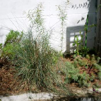 フェスツカ グラウカの投稿画像一覧 Greensnap グリーンスナップ