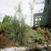 ドウダンツツジの育て方 植え替えや肥料の時期は 鉢植えもできる Greensnap グリーンスナップ