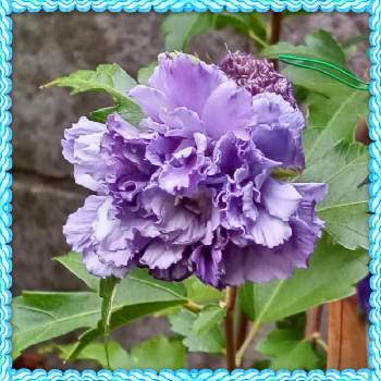 ムクゲの花の画像 by メリーさん | 小さな庭とムクゲの花とおうち園芸とブルー大好き❤と小さい花壇と花のある暮らしと狭い花壇と地植え