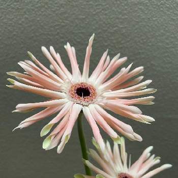 ガーベラ パスタの投稿画像一覧 Greensnap グリーンスナップ