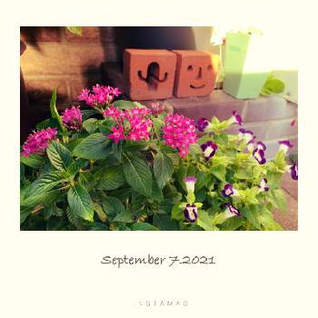 むらさき色の花の画像 by tomokoさん | 小さな庭とペンタスとトレニアとむらさき色の花とピンクの花と元気をくれると可愛い花と癒されると花いろいろと花好きと小さな花