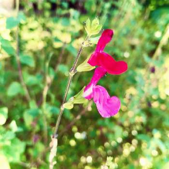 赤とピンクの画像 by おからさん | 小さな庭と花色を楽しむ♪と宿根大好きと赤とピンクとかわいい✨と地植え