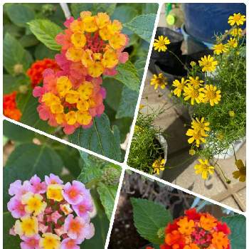 ダールベルクデージーの画像 by ピーチさん | 玄関とダールベルクデージーとランタナとピンクの花とおうち園芸とオレンジの花と黄色の花と花のある暮らしとお花