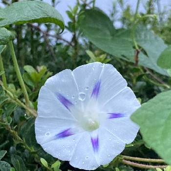 西洋朝顔 ミルキーウェイの投稿画像一覧 Greensnap グリーンスナップ