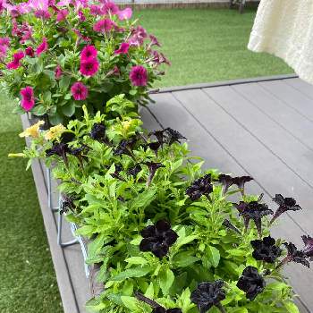 ペチュニア 黒之瀬戸の投稿画像一覧 Greensnap グリーンスナップ