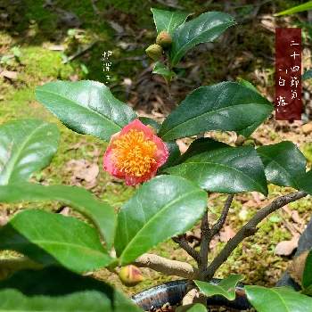 二十四節気の画像 by 美野美谷さん | 広い庭とM's style bonsaiと椿・炉開きと和の庭とM's style bonsai(花もの)と二十四節気とM's  TSUBAKIと季節の巡り・二十四節気