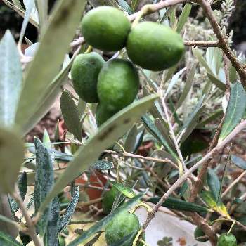 オリーブの実 の投稿画像一覧 Greensnap グリーンスナップ