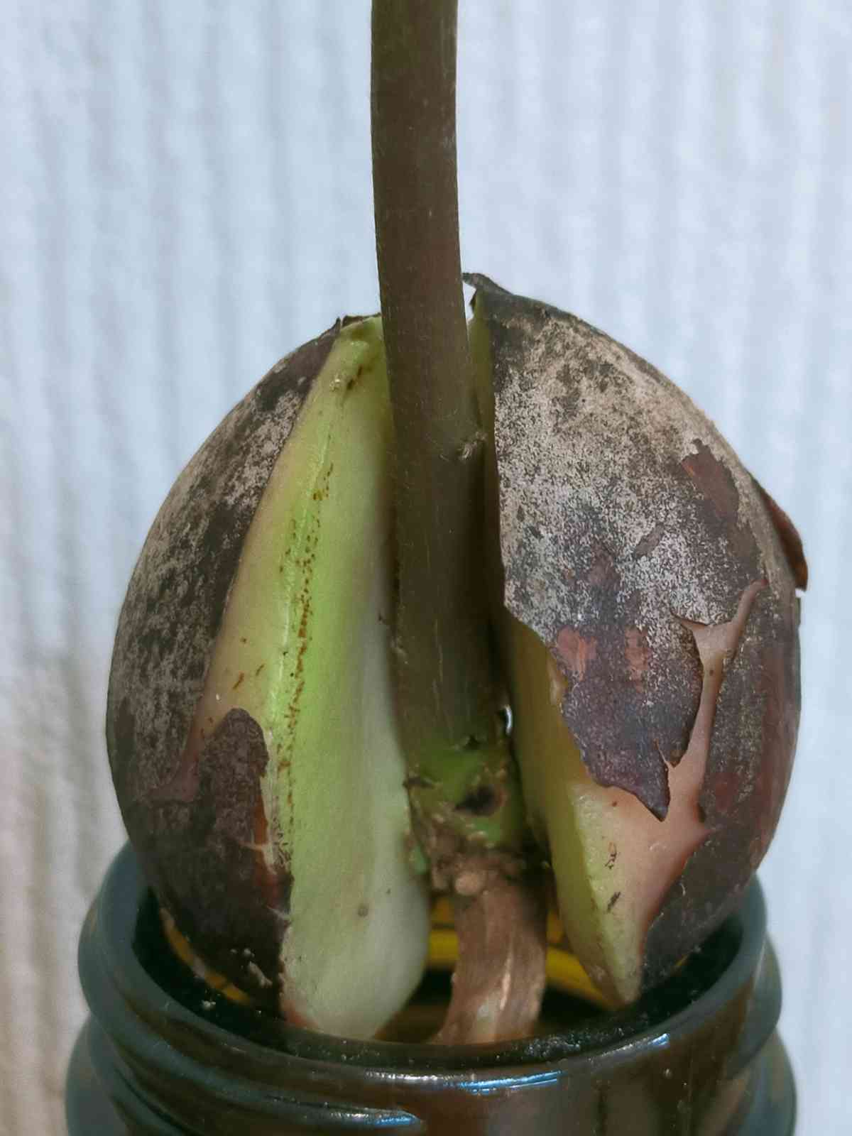 アボカド栽培🥑その2 2021年7月〜｜🍀GreenSnap（グリーンスナップ）