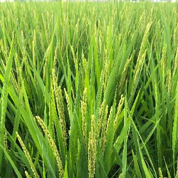 稲の花の投稿画像一覧 Greensnap グリーンスナップ