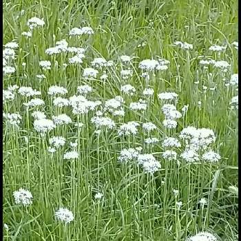 ニラ♪の画像 by ビビ⋅アンさん | 野に咲く花と今朝の一枚と白い花とありがとう♪とニラ♪