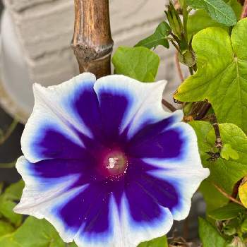 西洋朝顔 スノーフレークの投稿画像一覧 Greensnap グリーンスナップ