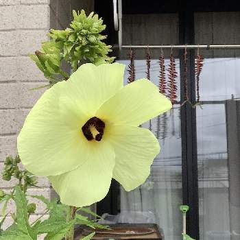 食用花 の投稿画像一覧 Greensnap グリーンスナップ