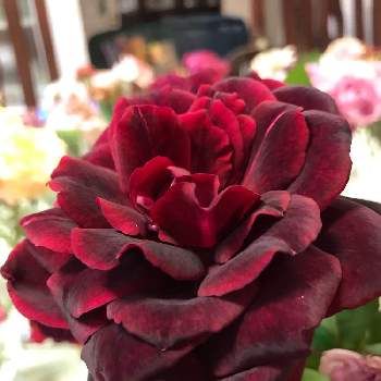 夏のバラの画像 by アンナプルナさん | バルコニー/ベランダとバラ　パパメイアンと夏のバラとばら バラ 薔薇と薔薇に魅せられてとバラのある暮らしと真っ赤な火曜日
