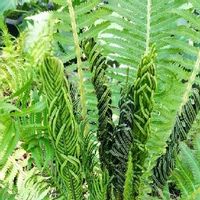 クサソテツの育て方 鉢植えや地植えでの栽培方法とは Greensnap グリーンスナップ