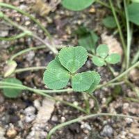 クローバー シロツメクサ の育て方 種まき時期は 室内でも栽培できる Greensnap グリーンスナップ クローバー シロツメクサ の育て方 種まき時期は 室内でも栽培できる Greensnap グリーンスナップ
