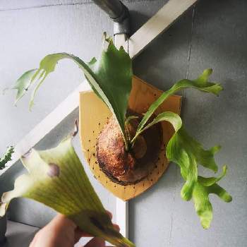 ビカクシダ ヒリーの投稿画像一覧 Greensnap グリーンスナップ