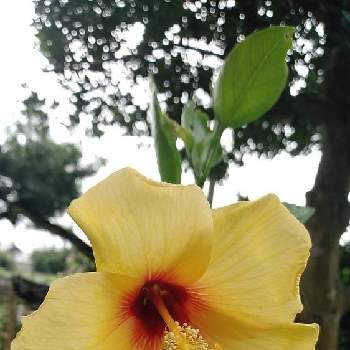 ハイビスカスハワイアンイェローの画像 by くまちゃんさん | 広い庭とハイビスカスハワイアンイェローと黄色のお花と大好きな花とハイビスカスLoveと我が家の庭のお花と花のある暮らしとかわいいと南国のお花