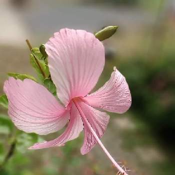 南国のお花の投稿画像一覧 Greensnap グリーンスナップ