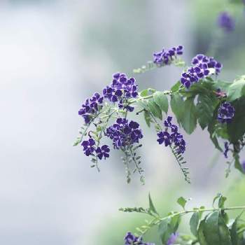 晩夏の投稿画像一覧 Greensnap グリーンスナップ