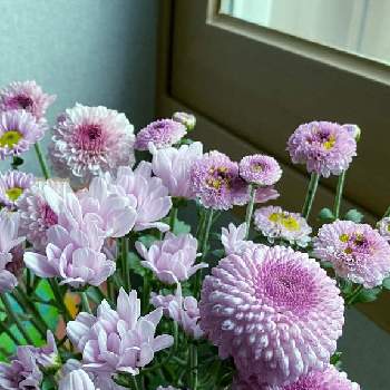 ピンポンマム　ピンポン菊の画像 by selinaさん | ピンポンマム　ピンポン菊とピンク❤︎ピンクと今日のお花とキク科とスプレーキクとピンク色の花