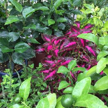 シークワーサーの投稿画像一覧 Greensnap グリーンスナップ