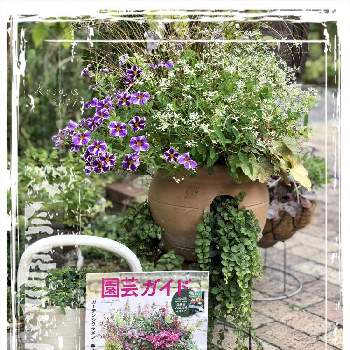リシマキア　ヌンムラリアの画像 by rosa  sさん | 小さな庭とスーパートレニア・カタリーナブルーリバーとスーパーベル ホーリースモークとヒューケラドルチェ バタークリームとユーフォルビア・ダイヤモンドフロストとラミウム ビーコンシルバーとリシマキア　ヌンムラリアと寄せ植えとPWと小花会と紫色の花とPROVEN　WINNERSと鉢植えとガーデリンクと斑入り葉っぱとハクサンとrosa s PW花苗アンバサダー2021と園芸ガイドと白い花とPWプルーブンウィナーズと北海道とProven WinnersとPW育てたとPWアンバサダーとHakusanとストロベリーポット