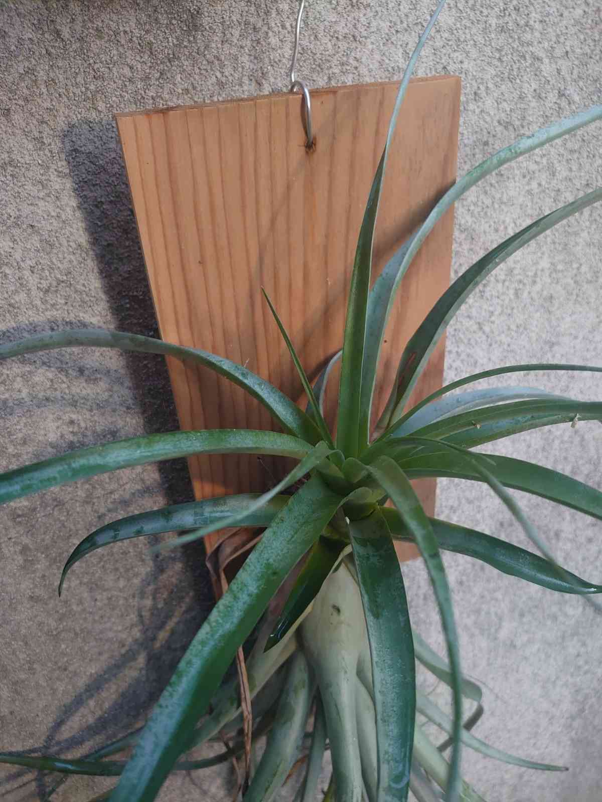 チランジア セントレア スカイリーフの一覧｜🍀GreenSnap（グリーン