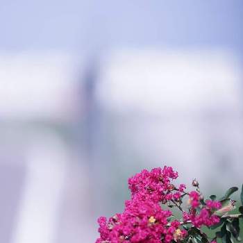  サルスベリの画像 by jamさん | お出かけ先と百日紅*とflowersと癒しと サルスベリと花いろいろと道端flowersと百日紅 -サルスベリ-と花のある暮らしと感謝しかない