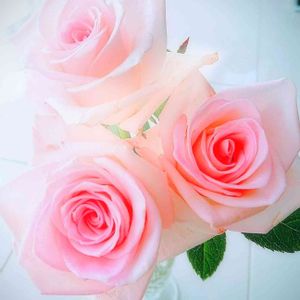 バラ,バラ、薔薇、ばら,切り花,ピンク,ピンクの花の画像