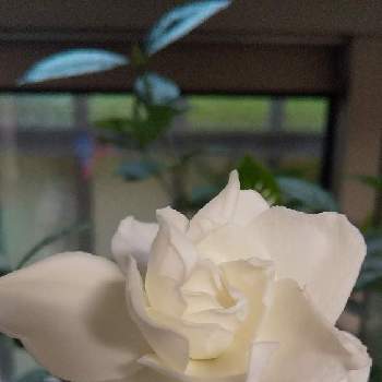 ヌマタ クチナシの投稿画像一覧 Greensnap グリーンスナップ