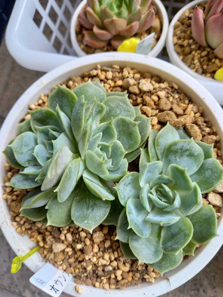 195🌹💐オンスロー オウンスロー｜🍀GreenSnap（グリーンスナップ）