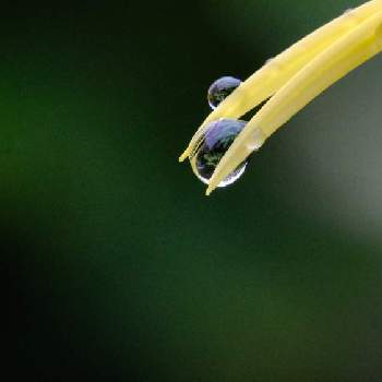 ガーベラ スパイダー咲きの画像 by センニンさん | 広い庭とガーベラ スパイダー咲きと水滴